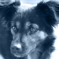 Hund?