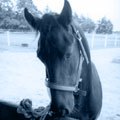 Pferd?