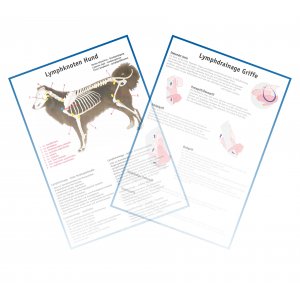 Lern- und �bersichtskarte Lymphknoten Hund