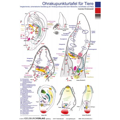 Ohrakupunkturtafel f�r Tiere, Carola Krokowski