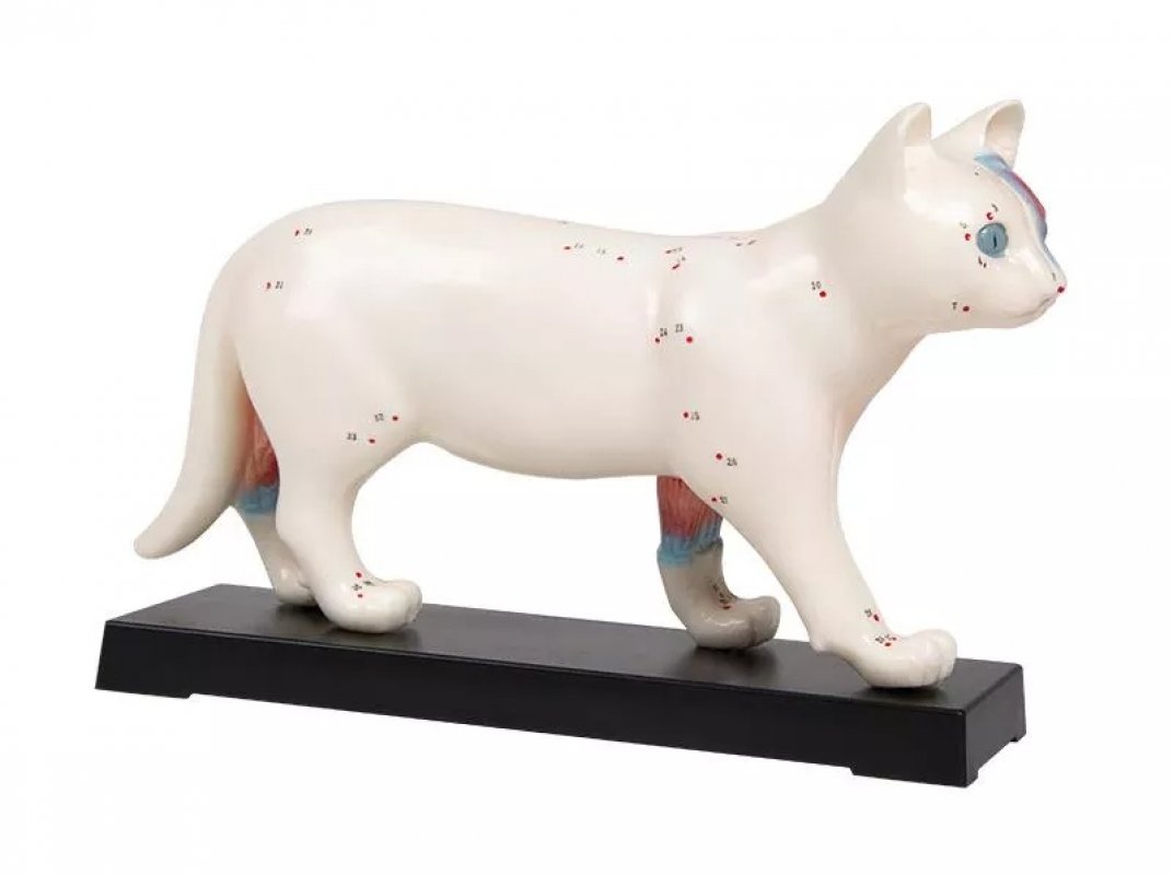 Anatomisches Modell: Akupunktur Katze