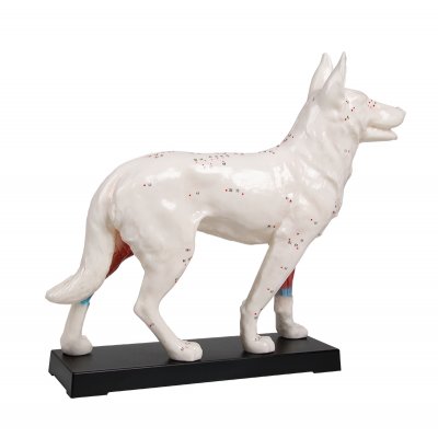 Anatomisches Modell: Akupunktur Hund