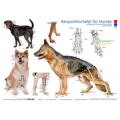 Akupunkturtafel Hund, Carola Krokowski