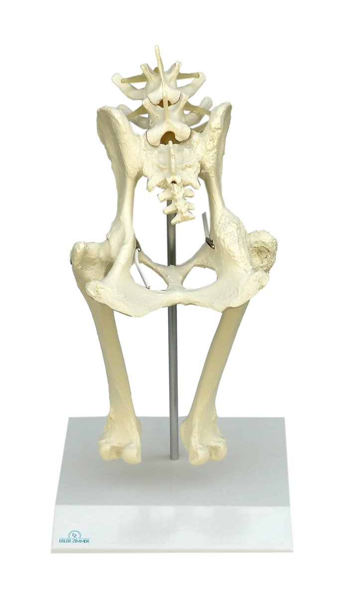 Anatomisches Modell: Hundeh�fte
