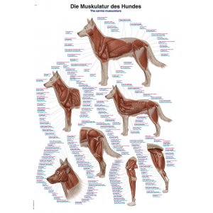 Lehrtafel und Poster Muskulatur des Hundes, 70 x 100cm
