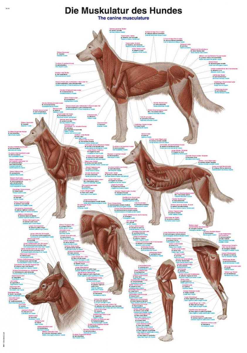 Poster Muskulatur des Hundes, Lehrtafel 50x70cm