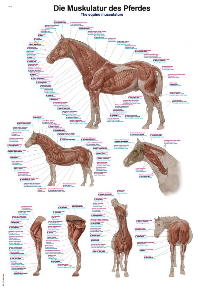 Poster Muskulatur des Pferdes, Lehrtafel 50x70cm
