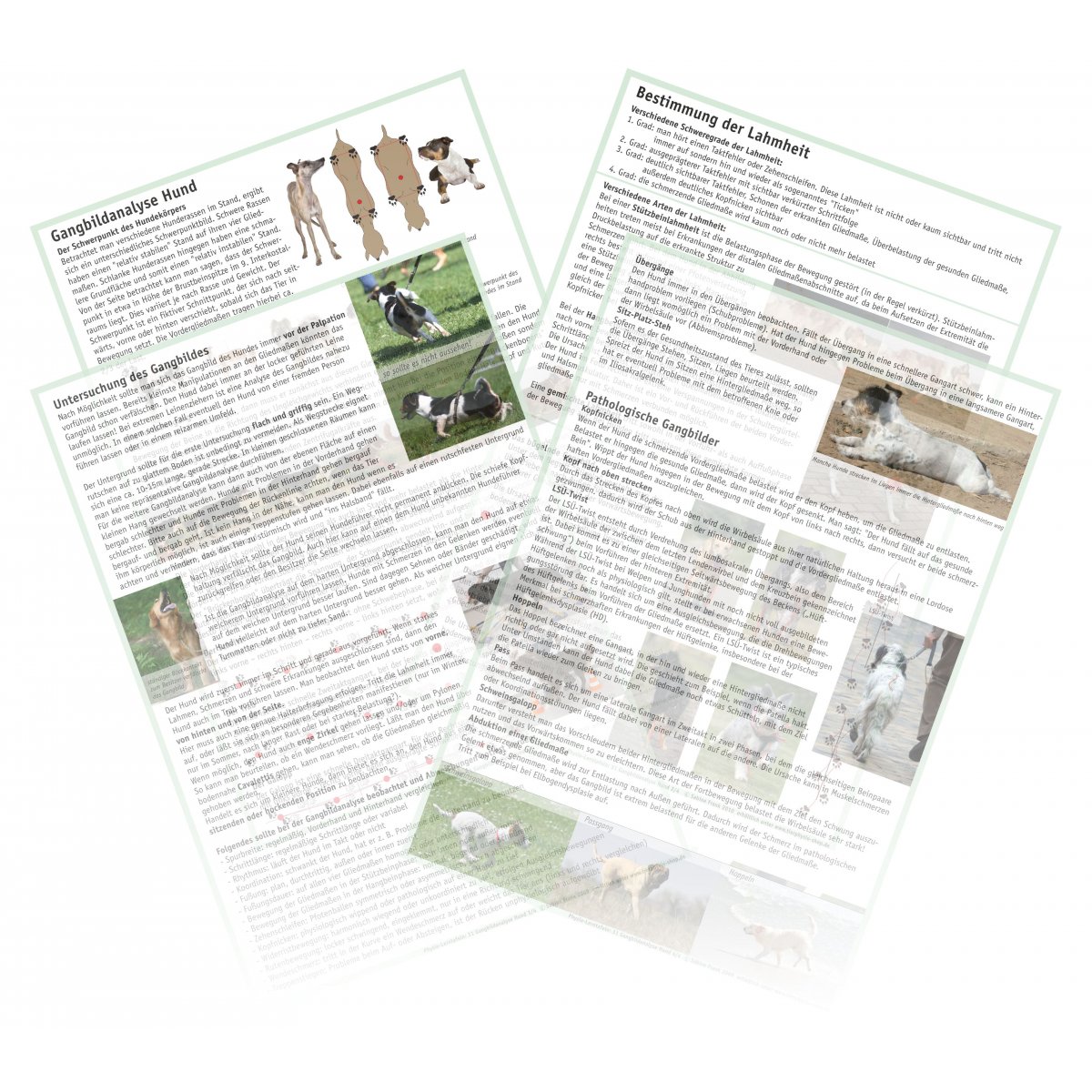 karpalgelenk hund anatomie