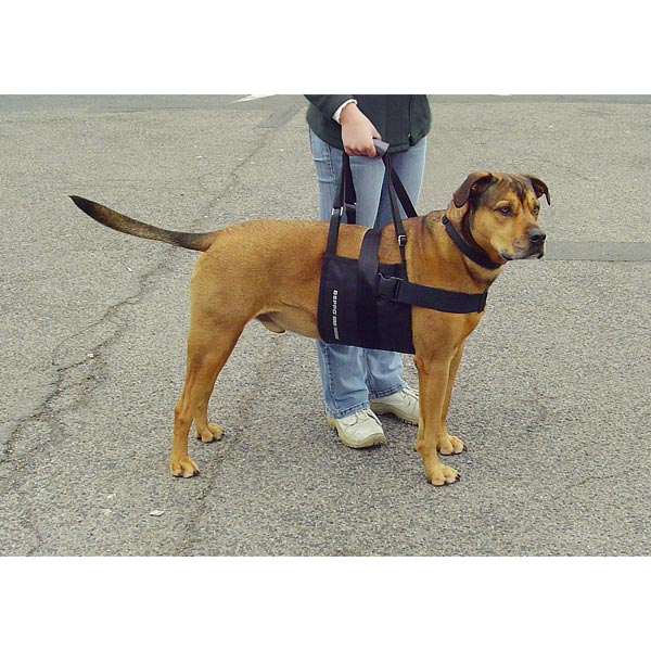 Beppo® Hunde Tragegurt Die Gehhilfe für kleine mittlere und große Hunde