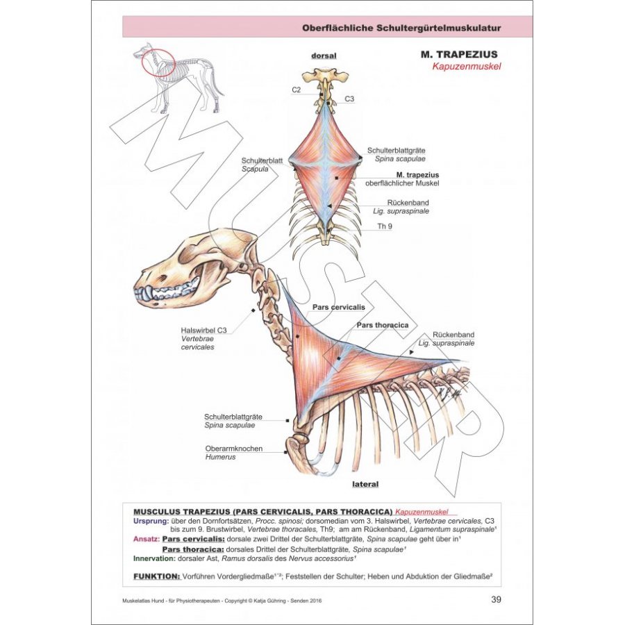 Lern und Arbeitsbuch für Studium und Praxis für Tierphysio und