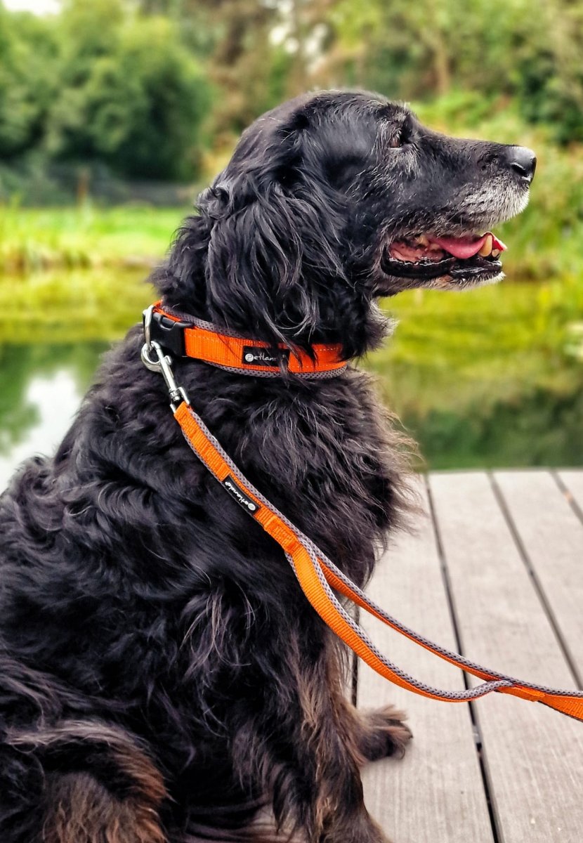 hundefutter wildes land Wildes Land Wild  BARFER'S