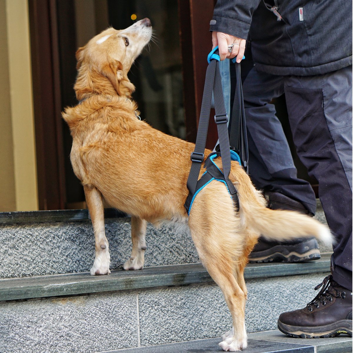 leckschutz hund hinterbein