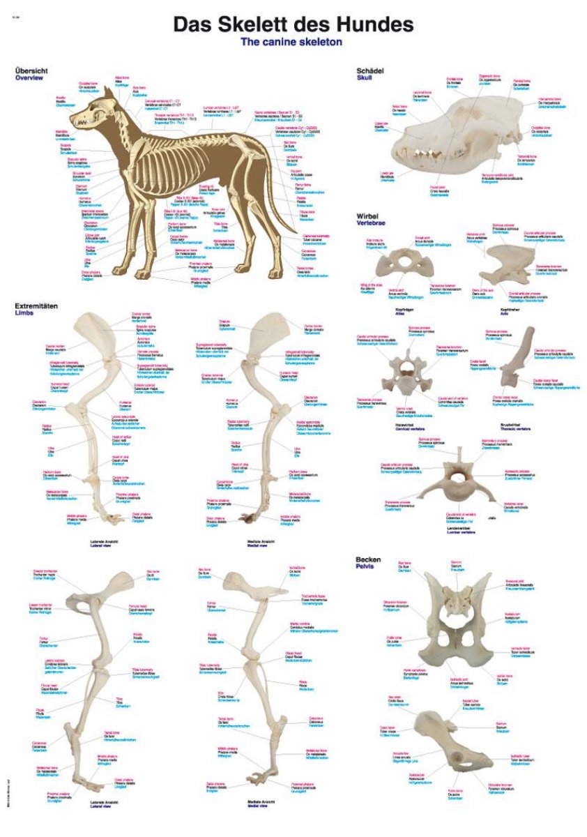Lehrtafel Poster Skelett des Hundes 70x100cm