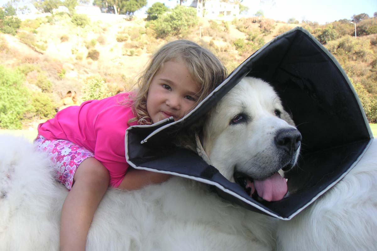 Picture Of Dog Or Cat Wearing Elizabethan Collar Picture Of Dog Or Cat Wearing Elizabethan Collar